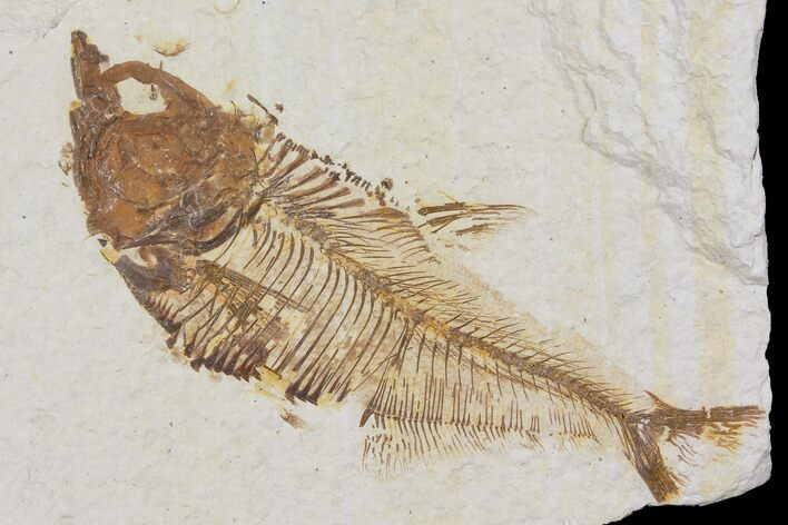 Bargain, Diplomystus Fossil Fish - Wyoming #103948